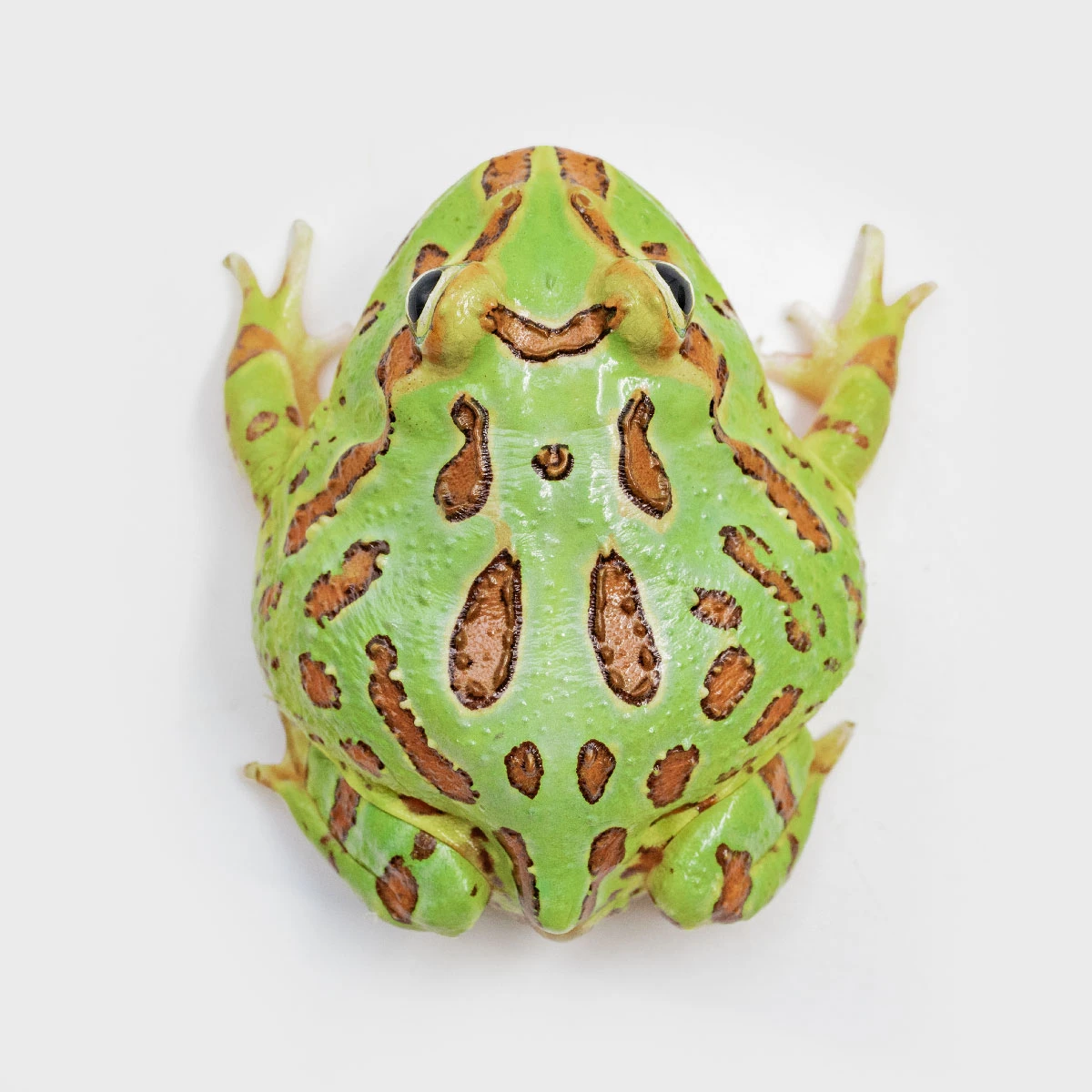 CCG14－南美角蛙 (綠角．體長5.3cm)