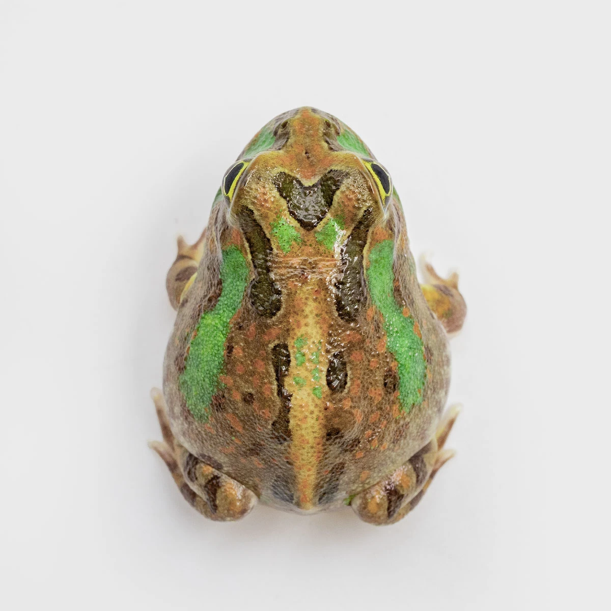PIE08－波子角蛙 (體長3.3cm)