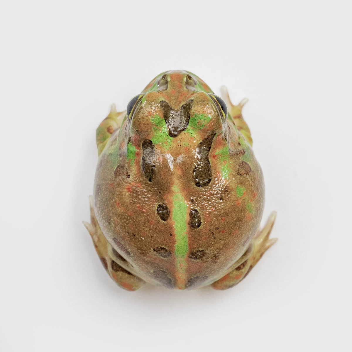 PIE14－波子角蛙 (體長3.1cm)