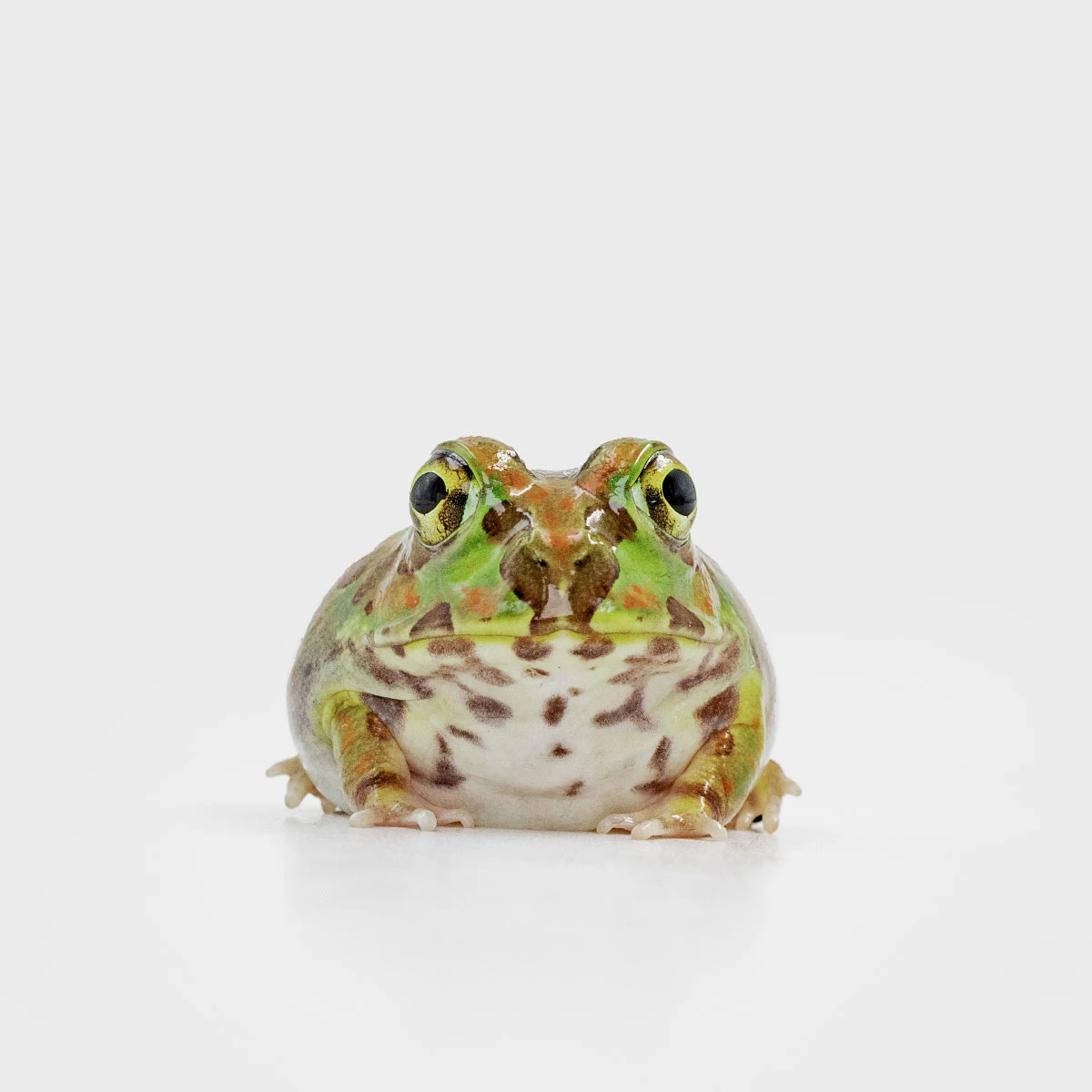 PIE14－波子角蛙 (體長3.1cm)
