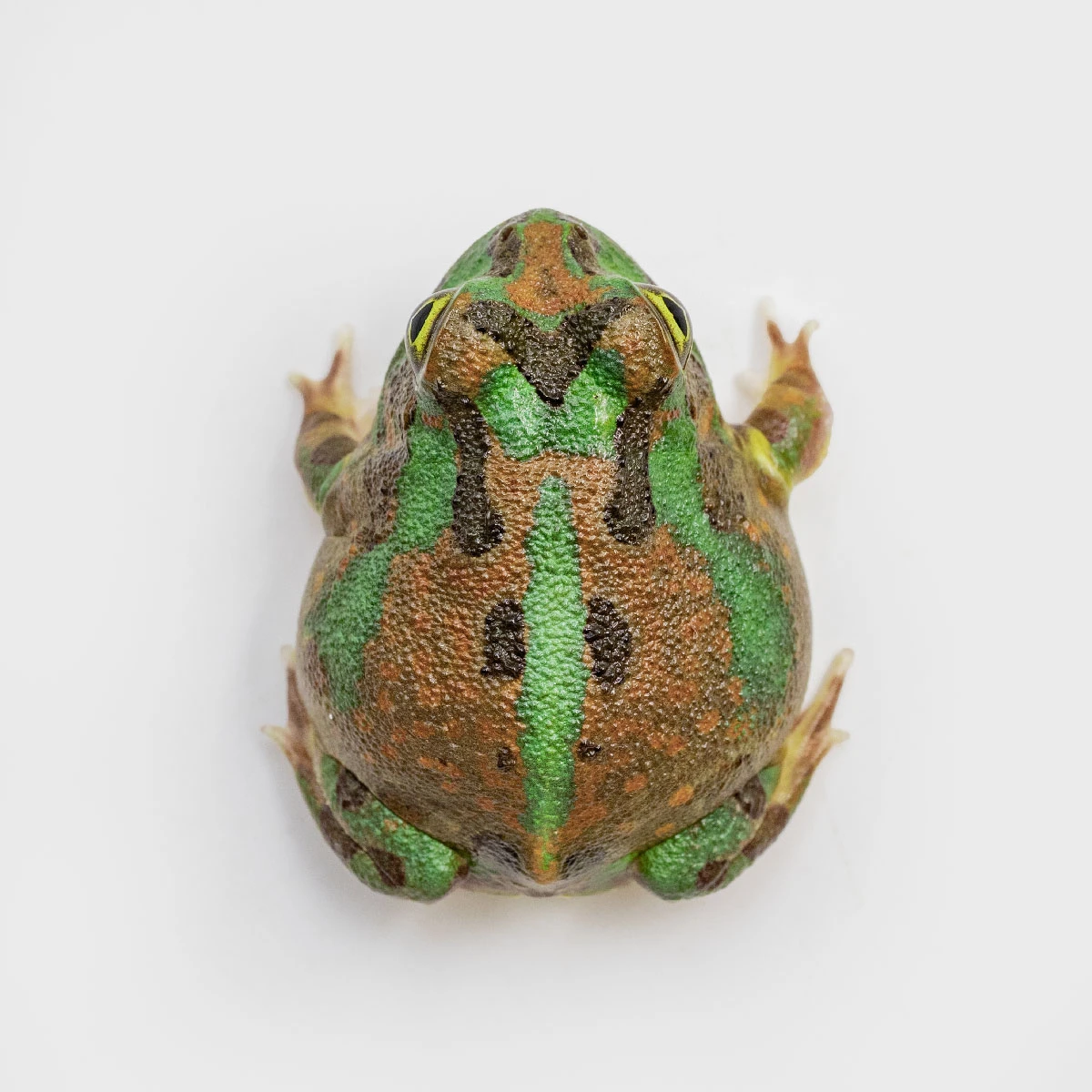 PIE19－波子角蛙 (體長3.3cm)