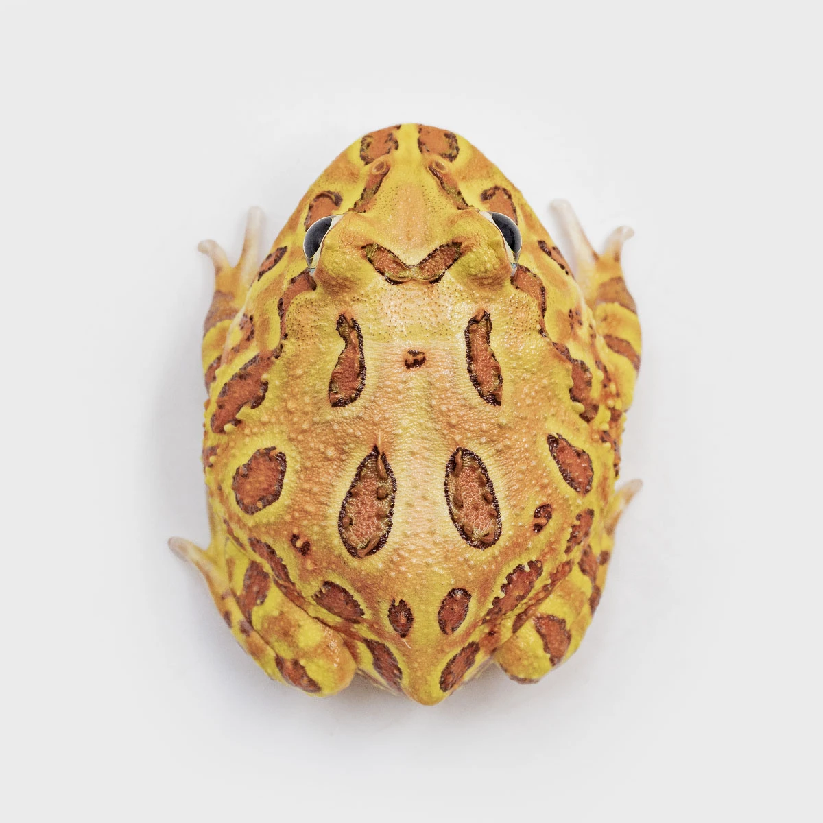 CCB02－南美角蛙 (咖啡．體長5.1cm)
