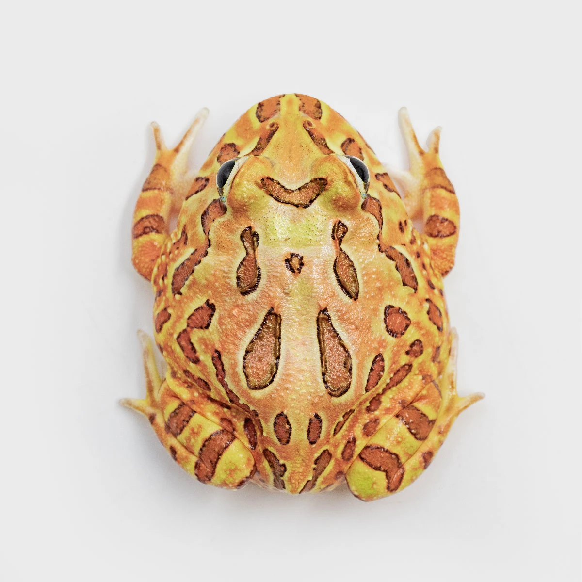 CCB06－南美角蛙 (咖啡．體長4.8cm)