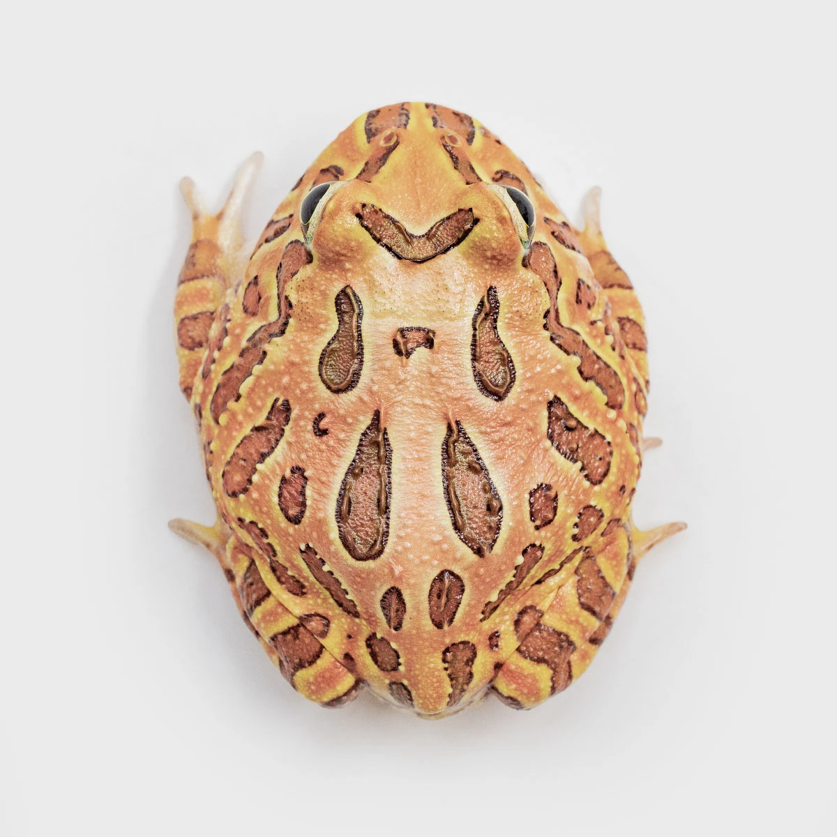CCB10－南美角蛙 (咖啡．體長4.6cm)