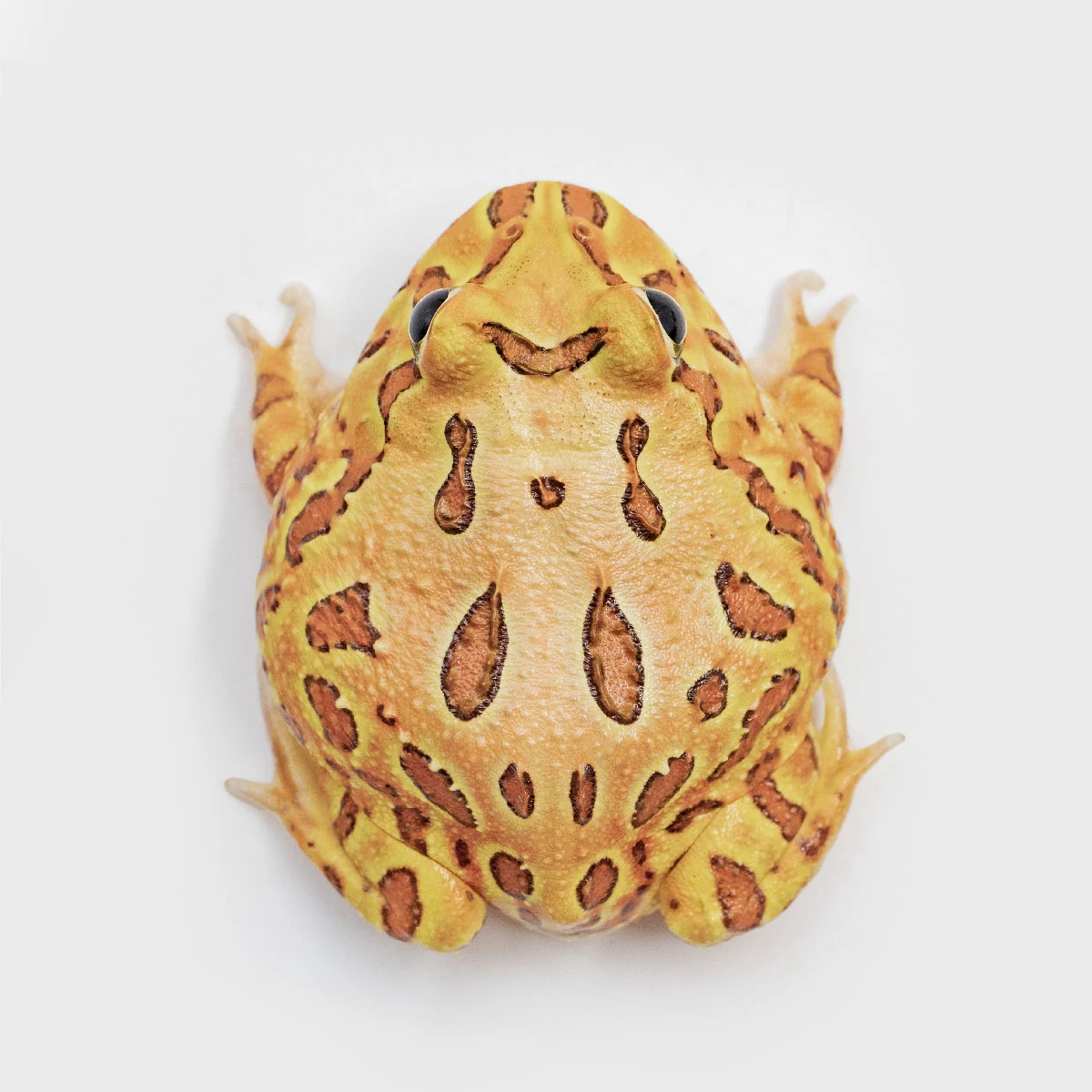 CCB11－南美角蛙 (咖啡．體長4.9cm)