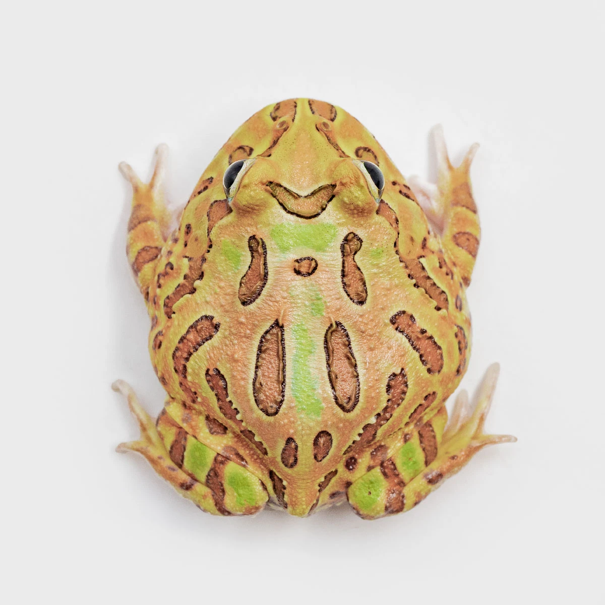 CCB13－南美角蛙 (雙色．體長4.9cm)