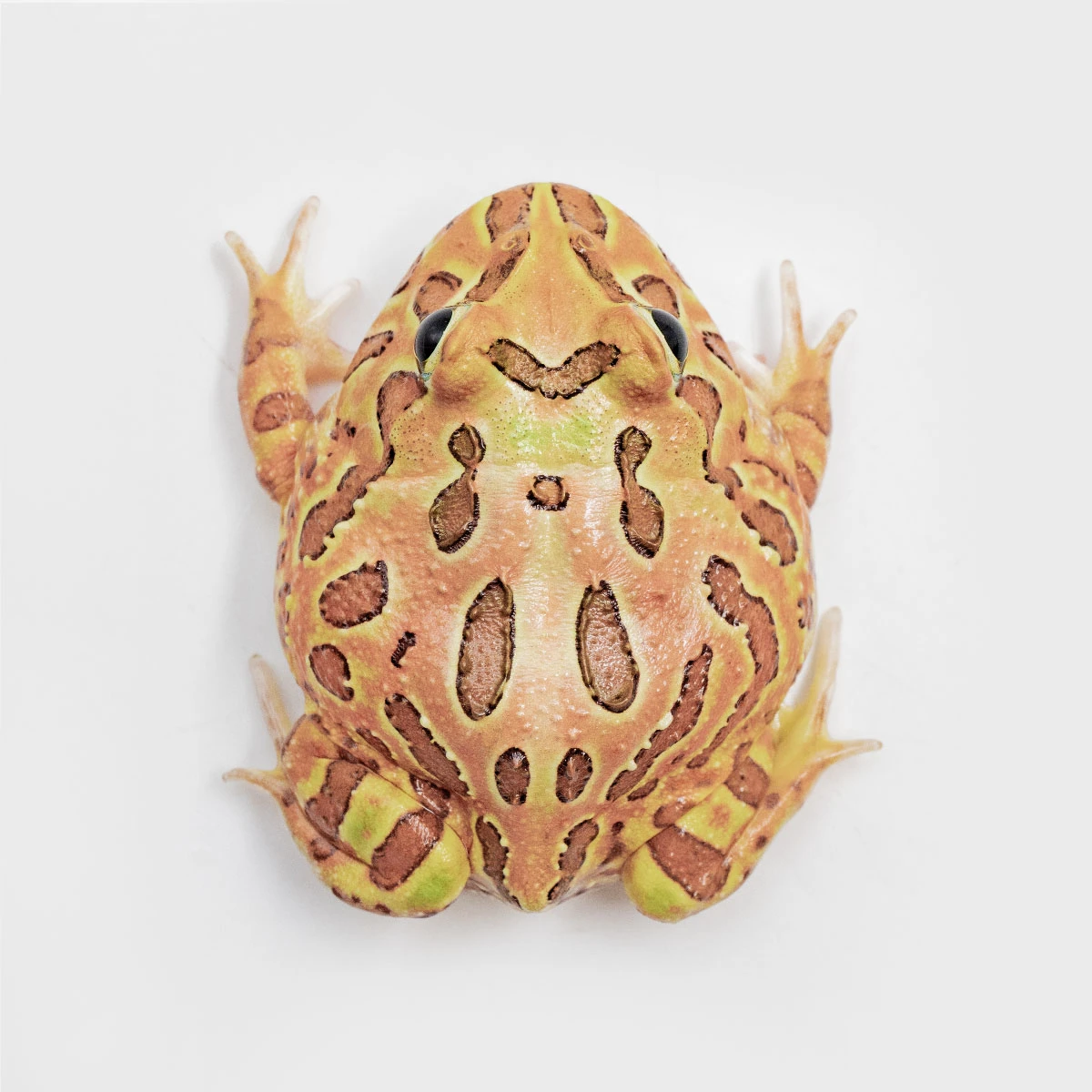 CCB14－南美角蛙 (雙色．體長4.8cm)