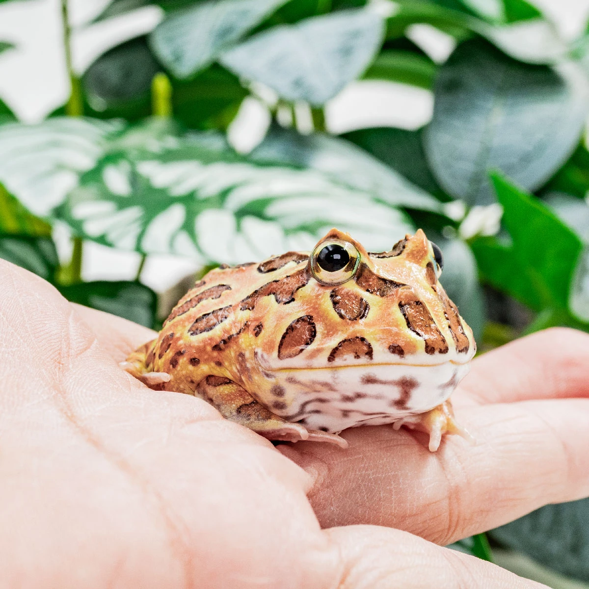 CCB14－南美角蛙 (雙色．體長4.8cm)
