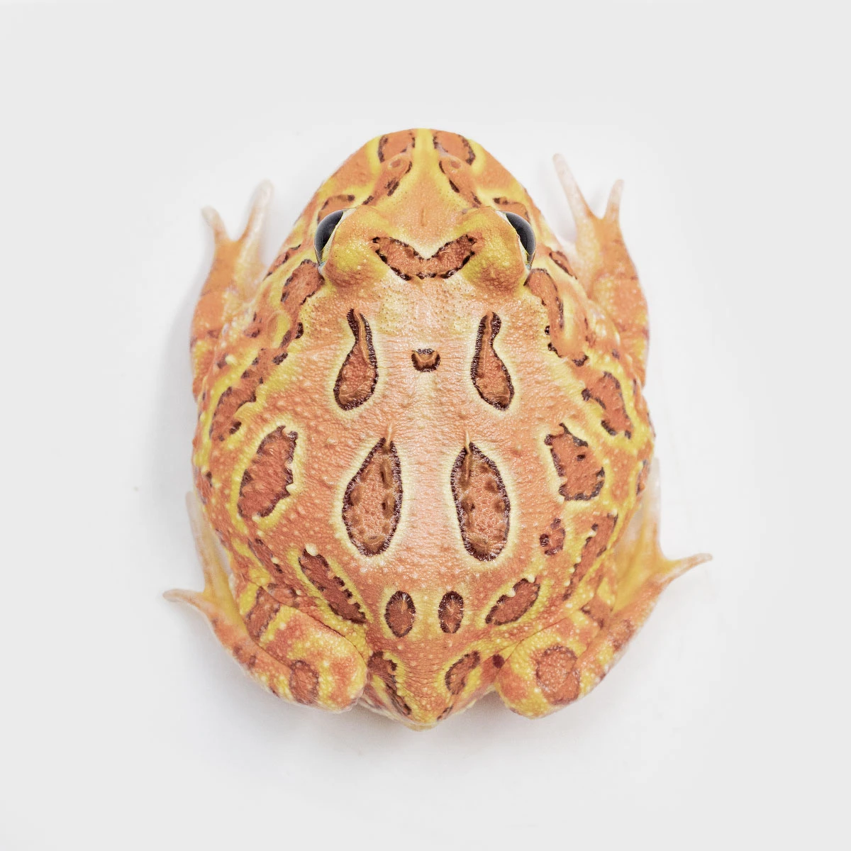 CCB20－南美角蛙 (咖啡．體長4.7cm)