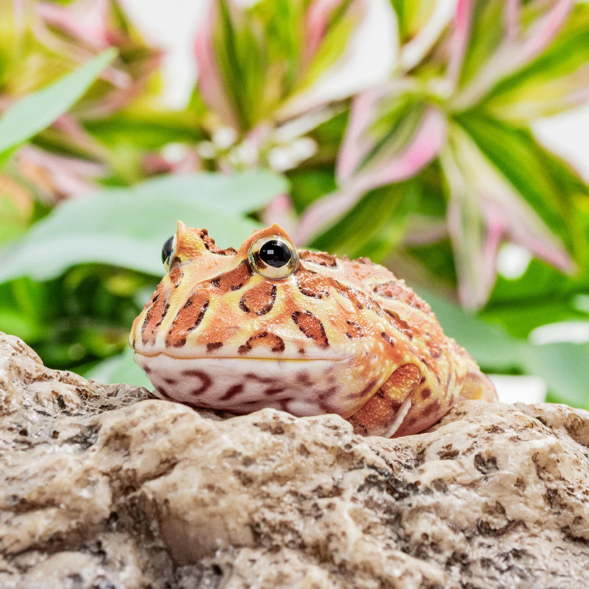 CCB20－南美角蛙 (咖啡．體長4.7cm)