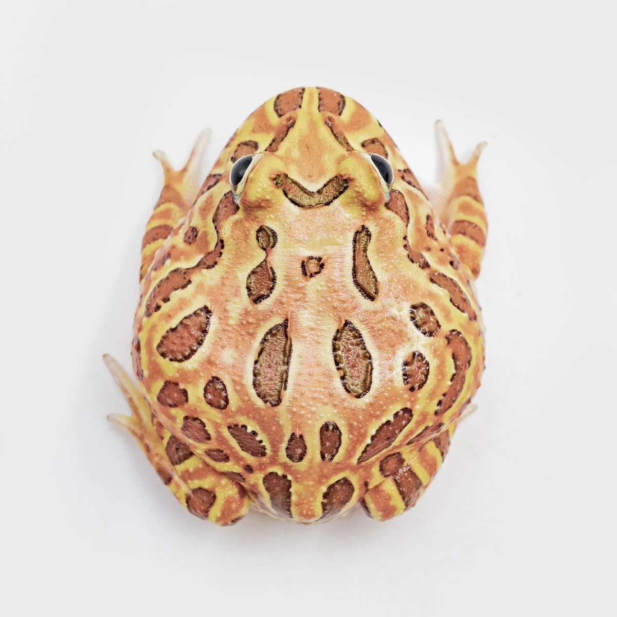 CCB21－南美角蛙 (咖啡．體長4.9cm)