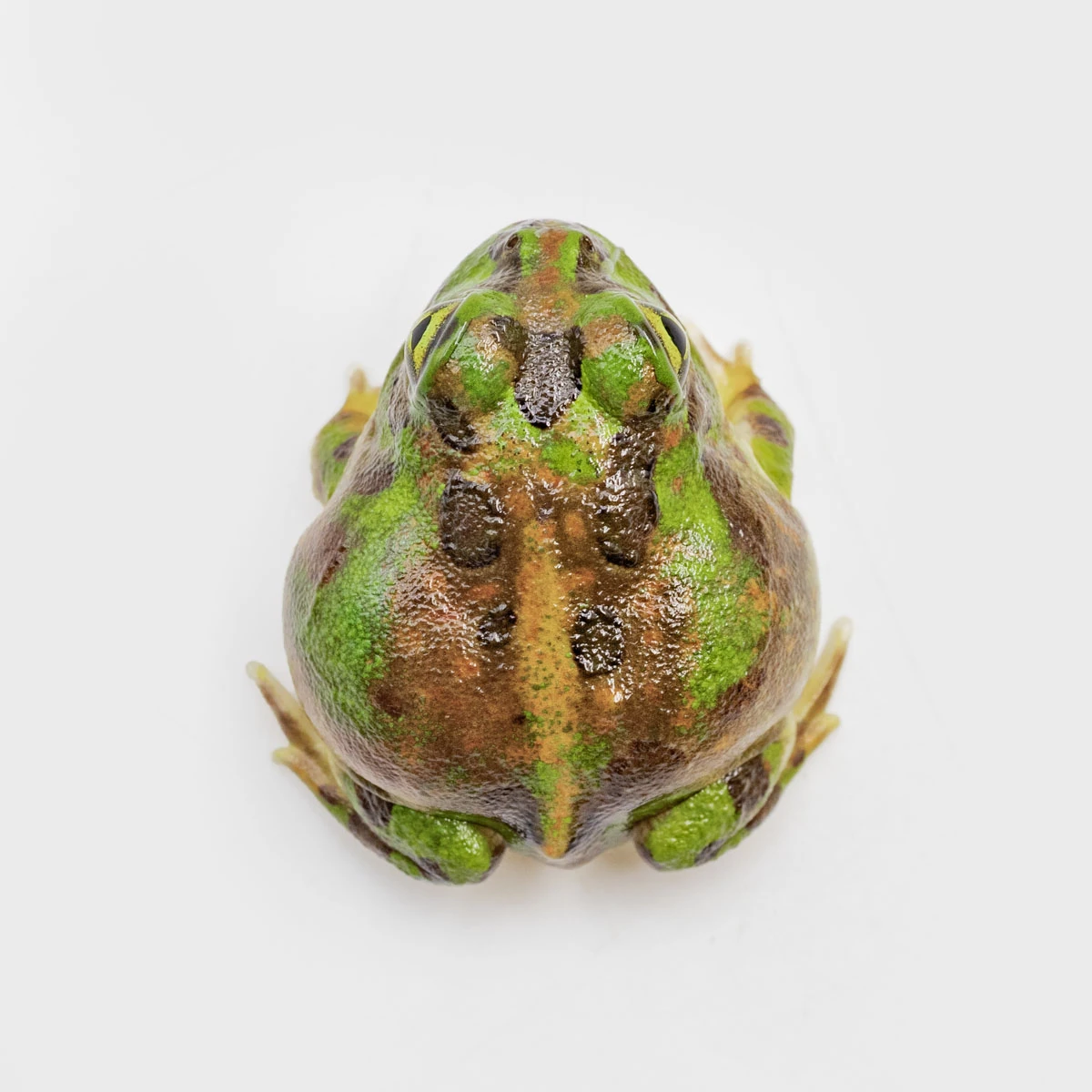 PIE01－波子角蛙 (體長3.3cm)