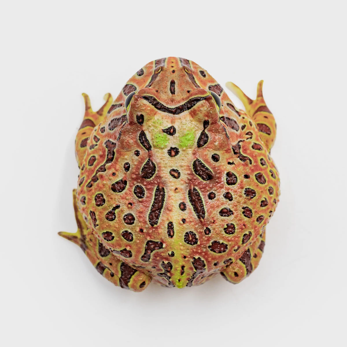 CCO03－鐘霸角蛙 (體長4cm)