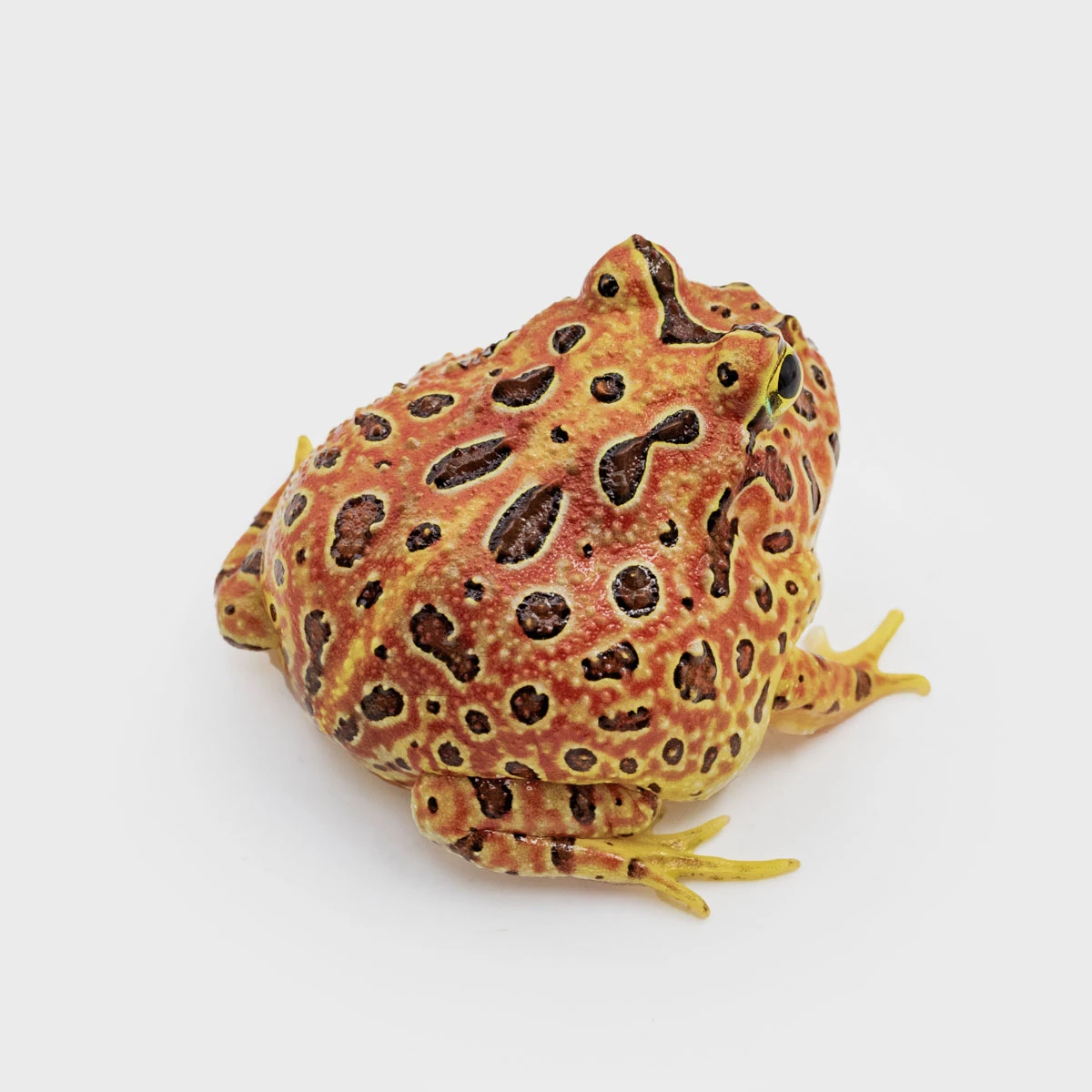 CCO05－鐘霸角蛙 (體長3.7cm)