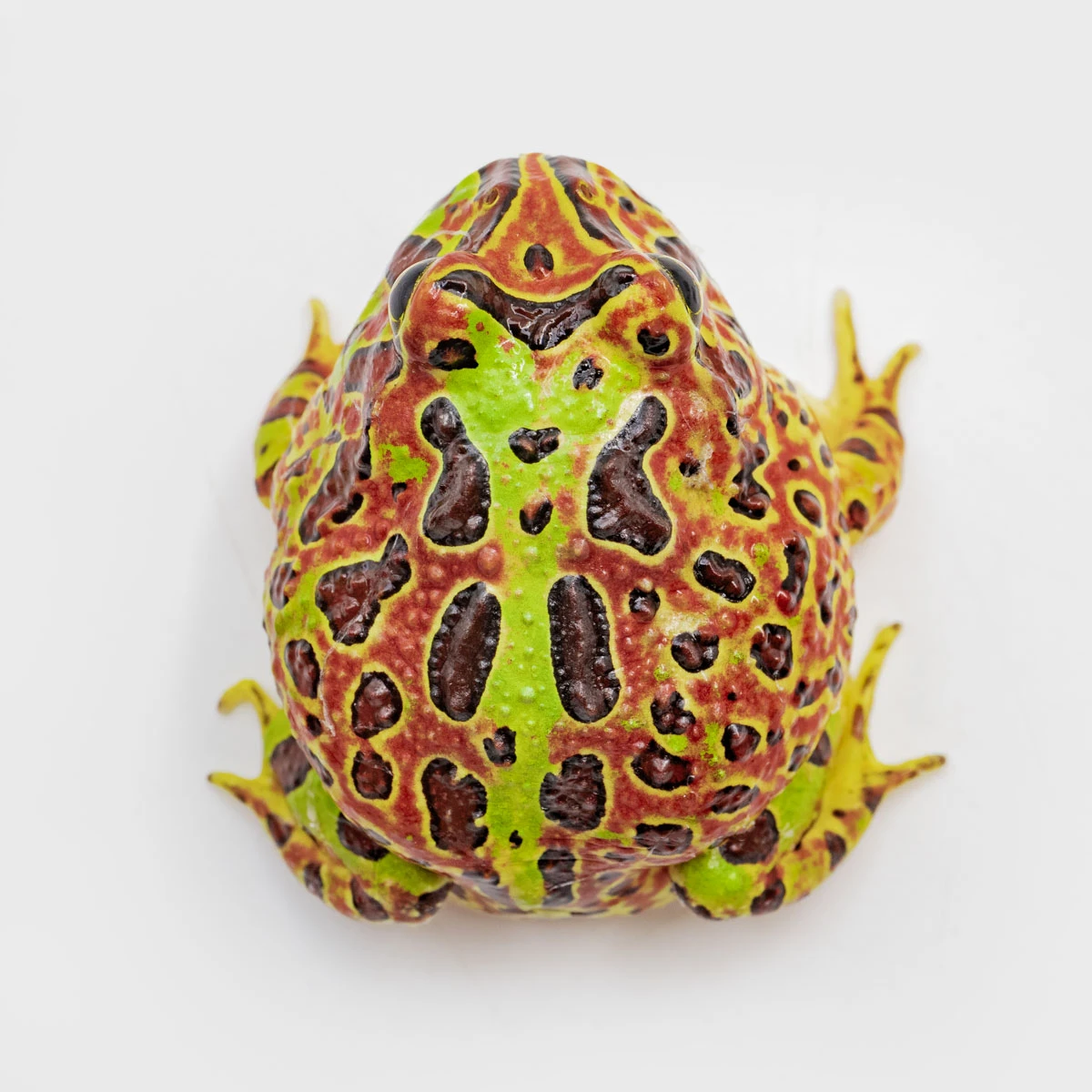 CCO08－鐘霸角蛙 (體長3.8cm)