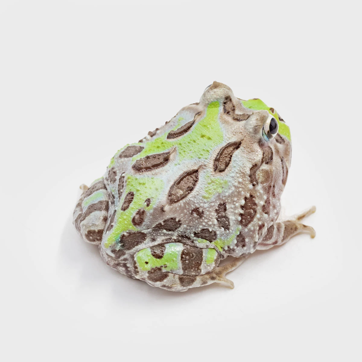 CCM08－南美角蛙 (變異．體長4.9cm)