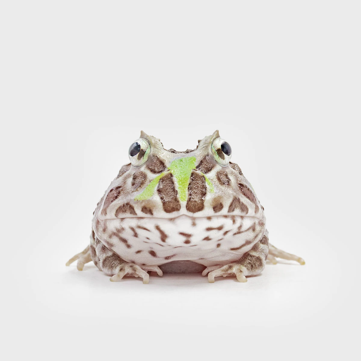 CCM08－南美角蛙 (變異．體長4.9cm)