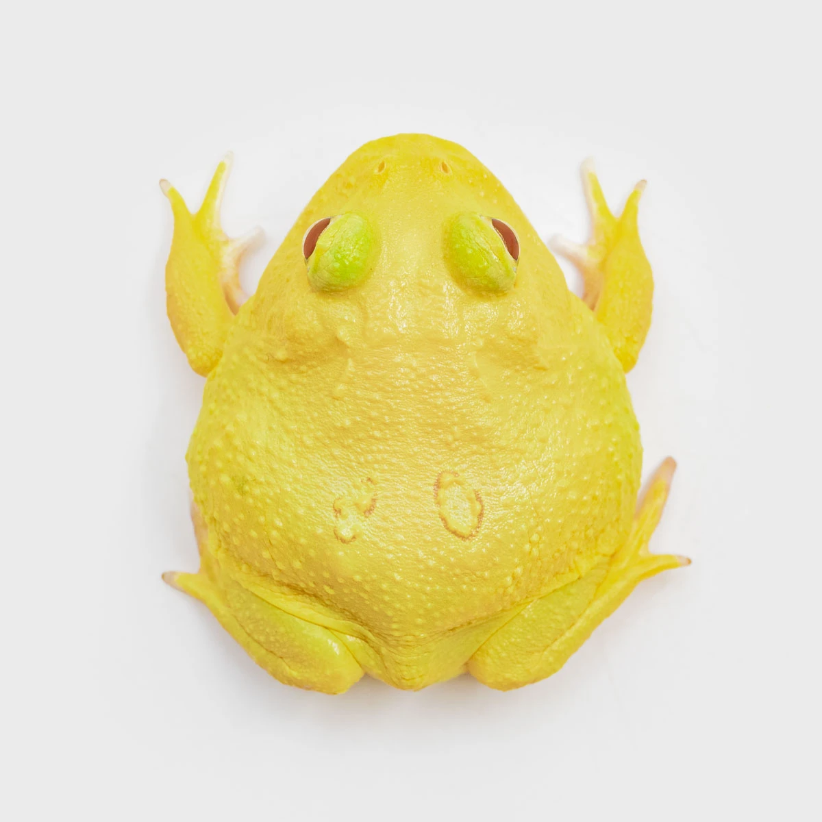 CCY14－南美角蛙 (無紋黃金．體長4.1cm)