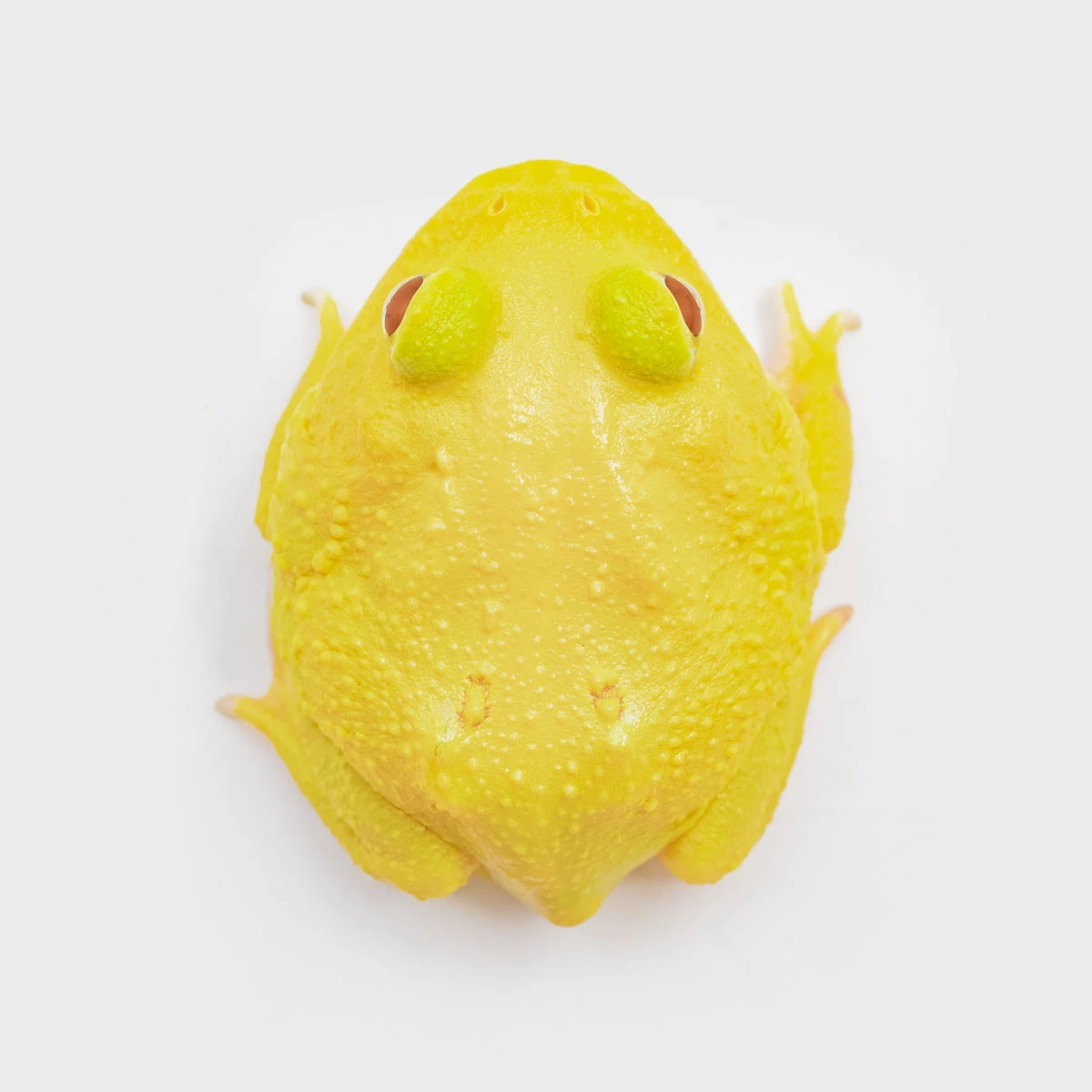 CCY17－南美角蛙 (無紋黃金．體長4.2cm)