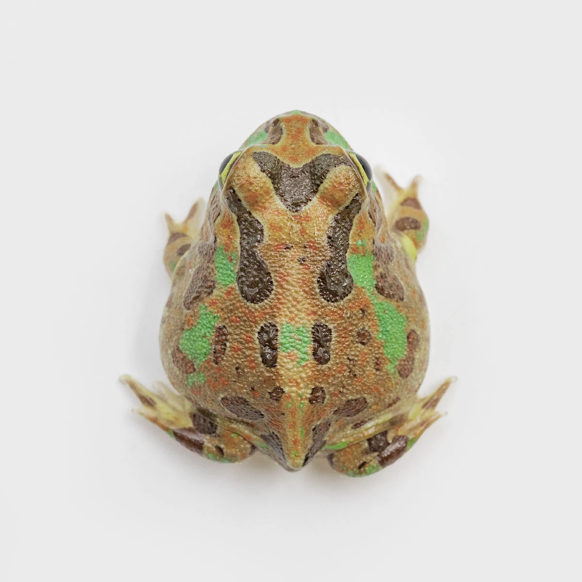 PIE02－波子角蛙 (體長3.1cm)