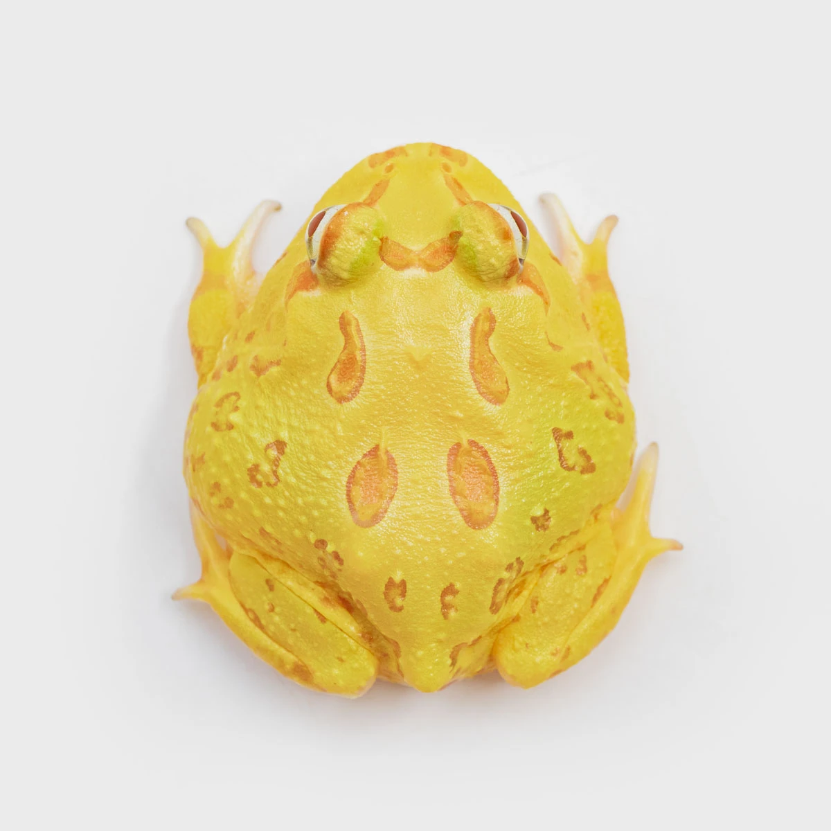 CCY08－南美角蛙 (黃金．體長4.3cm)