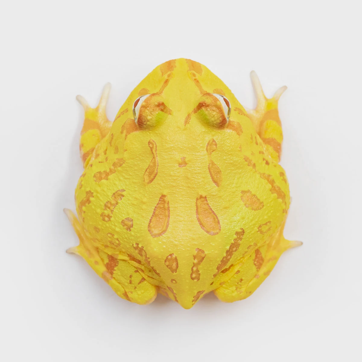 CCY12－南美角蛙 (黃金．體長4.5cm)