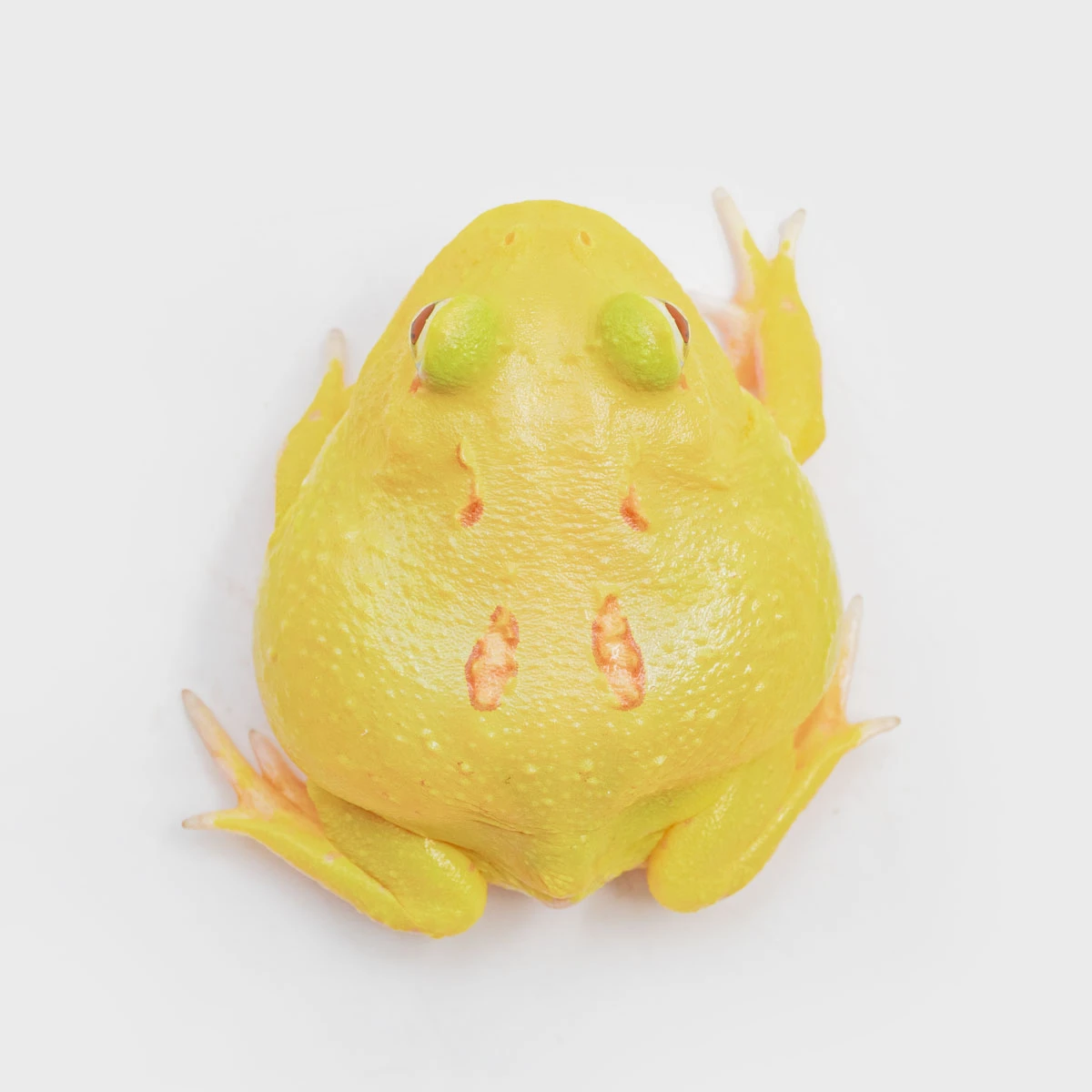 CCY18－南美角蛙 (皮卡丘．體長4.1cm)