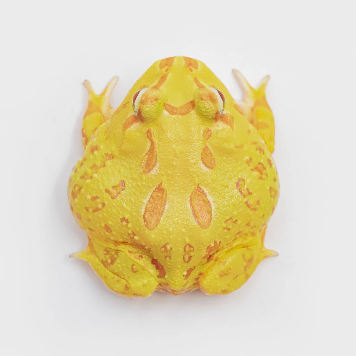 CCY19－南美角蛙 (黃金．體長4.2cm)