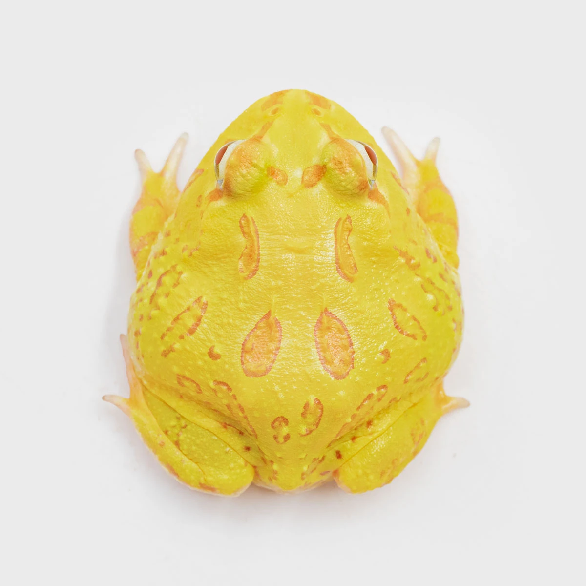 CCY21－南美角蛙 (黃金．體長4.3cm)