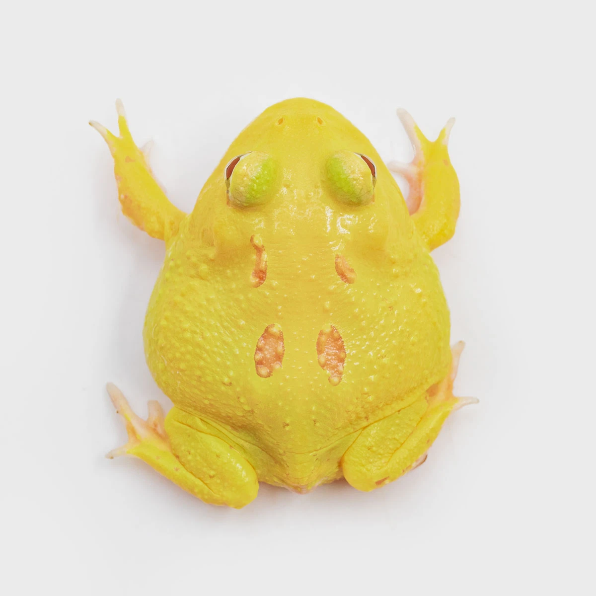 CCY22－南美角蛙 (皮卡丘．體長4.1cm)