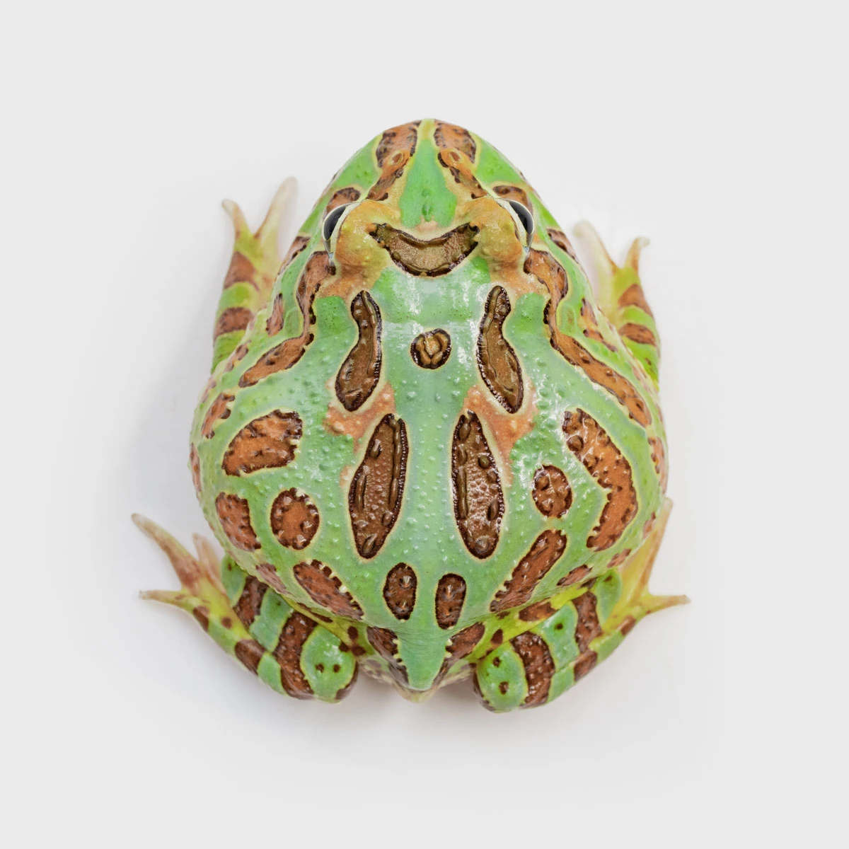 CCG19－南美角蛙 (綠角．體長5.3cm)