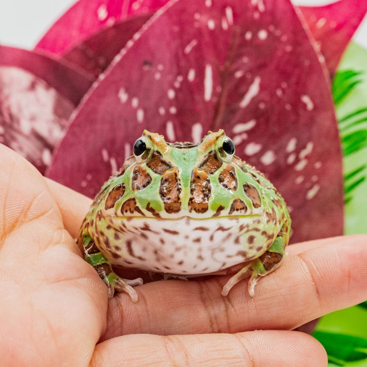CCG19－南美角蛙 (綠角．體長5.3cm)