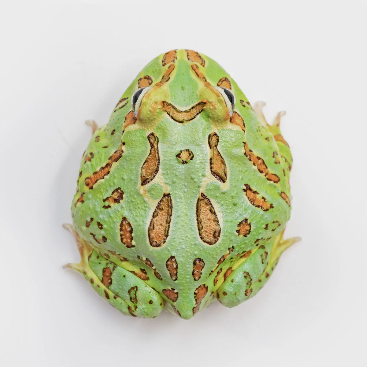 CCG25－南美角蛙 (綠角．體長5.5cm)