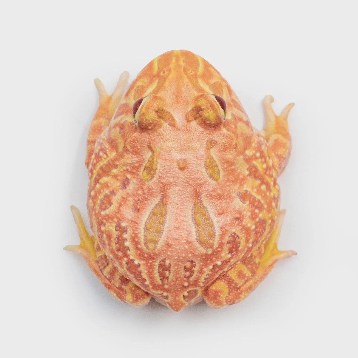 CCP11－南美角蛙 (木瓜．體長5.3cm)