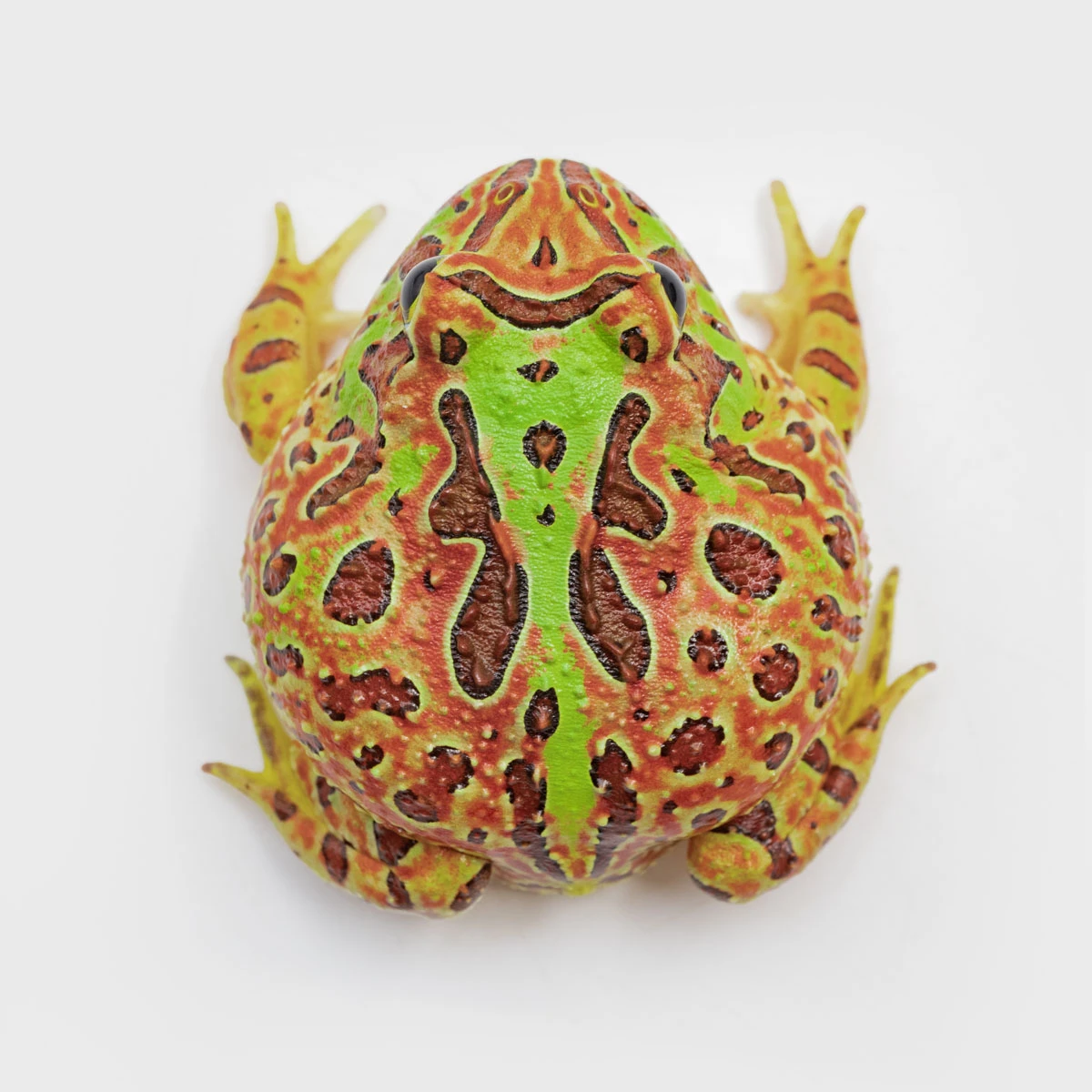 CCO02－鐘霸角蛙 (體長4.5cm)