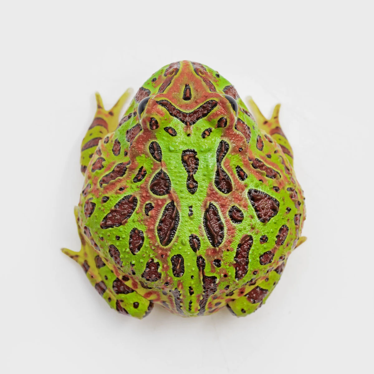 CCO09－鐘霸角蛙 (體長4.3cm)