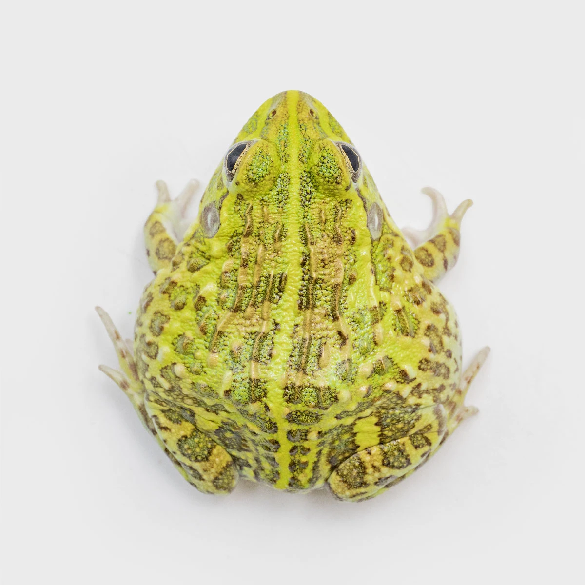 PYX02－非洲牛蛙 (體長5.1cm)