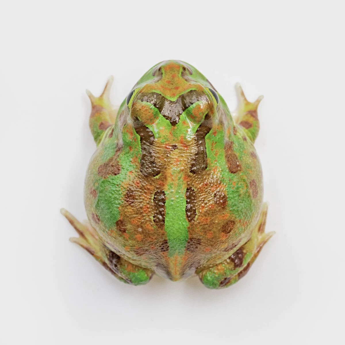 PIE21－波子角蛙 (體長3.2cm)