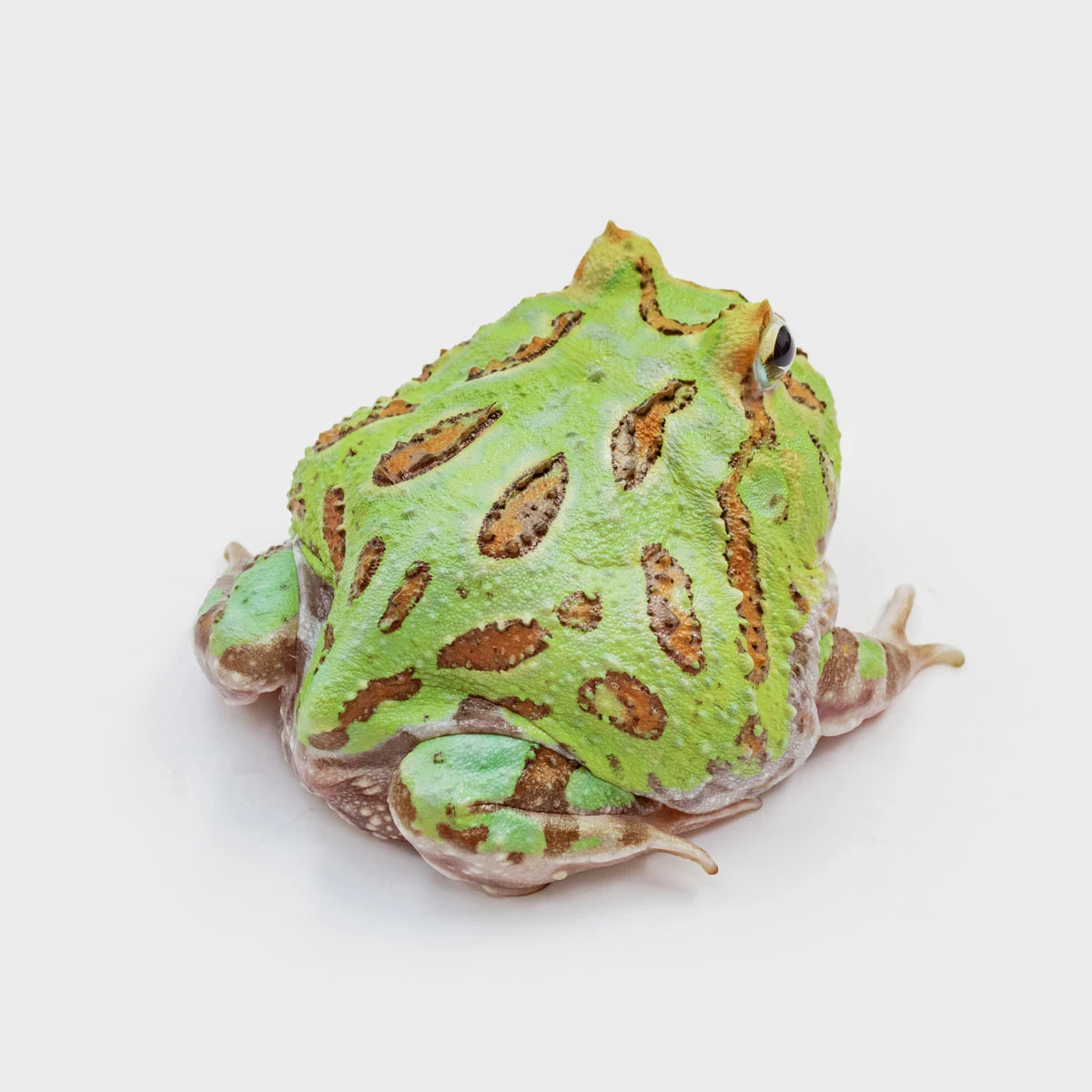 CCM03－南美角蛙 (微變異．體長6.2cm)