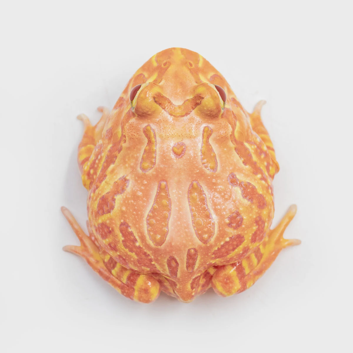 CCP14－南美角蛙 (木瓜．體長5.1cm)