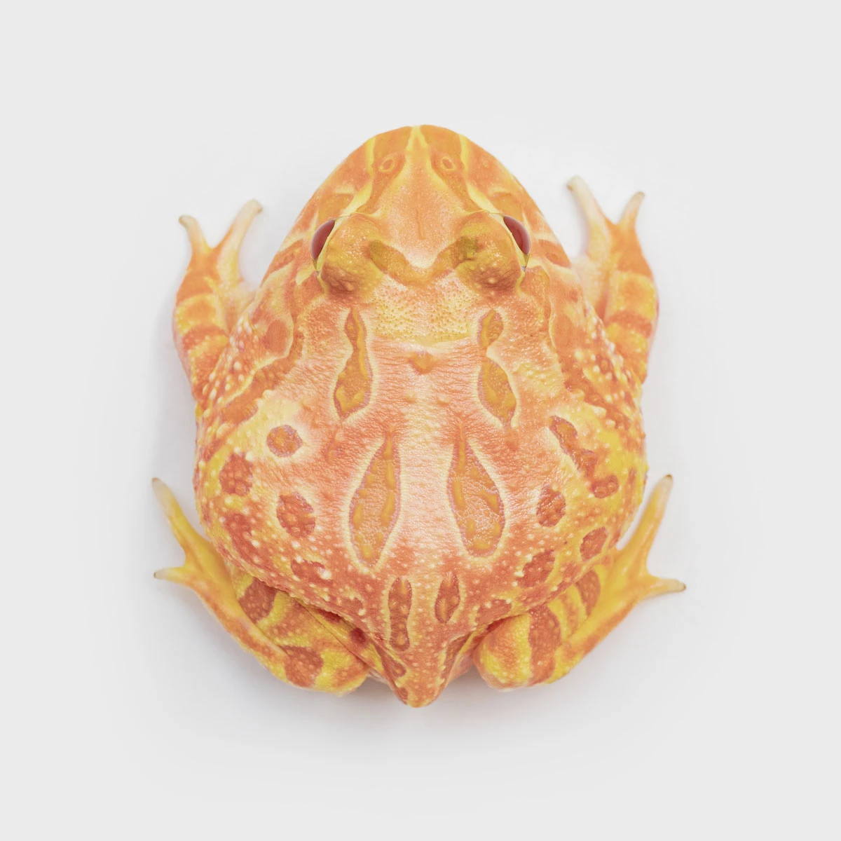 CCP15－南美角蛙 (木瓜．體長5.3cm)