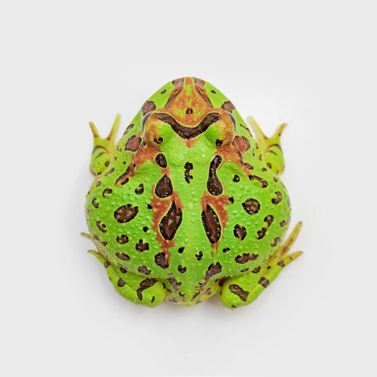 CCO05－鐘霸角蛙 (體長4.1cm)