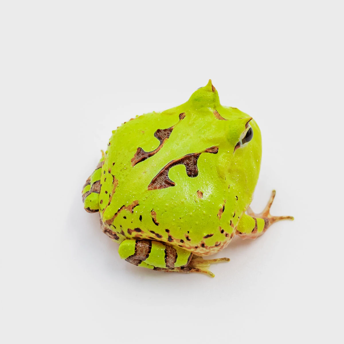 CCT04－霸王角蛙 (體長3.2cm)