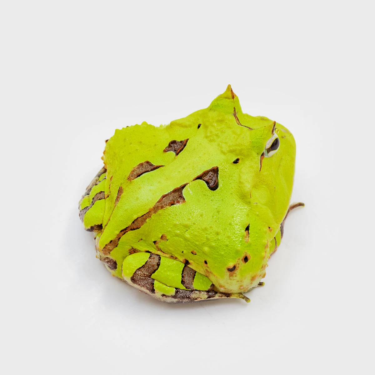 CCT05－霸王角蛙 (體長4.3cm)