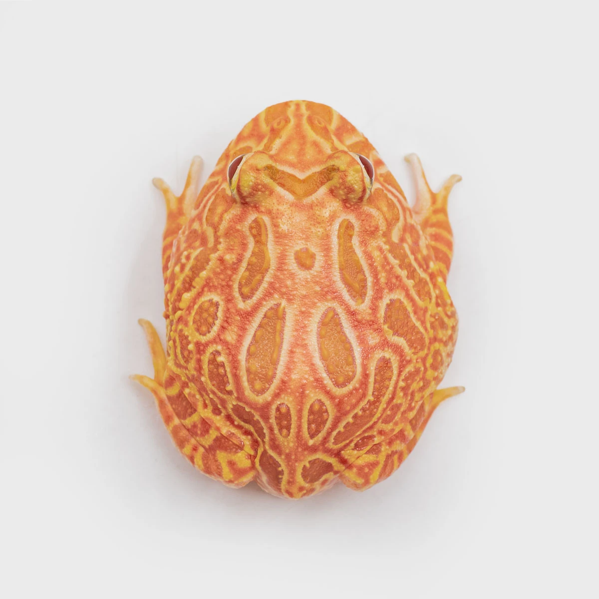 CCS02－南美角蛙 (草莓．體長4.5cm)