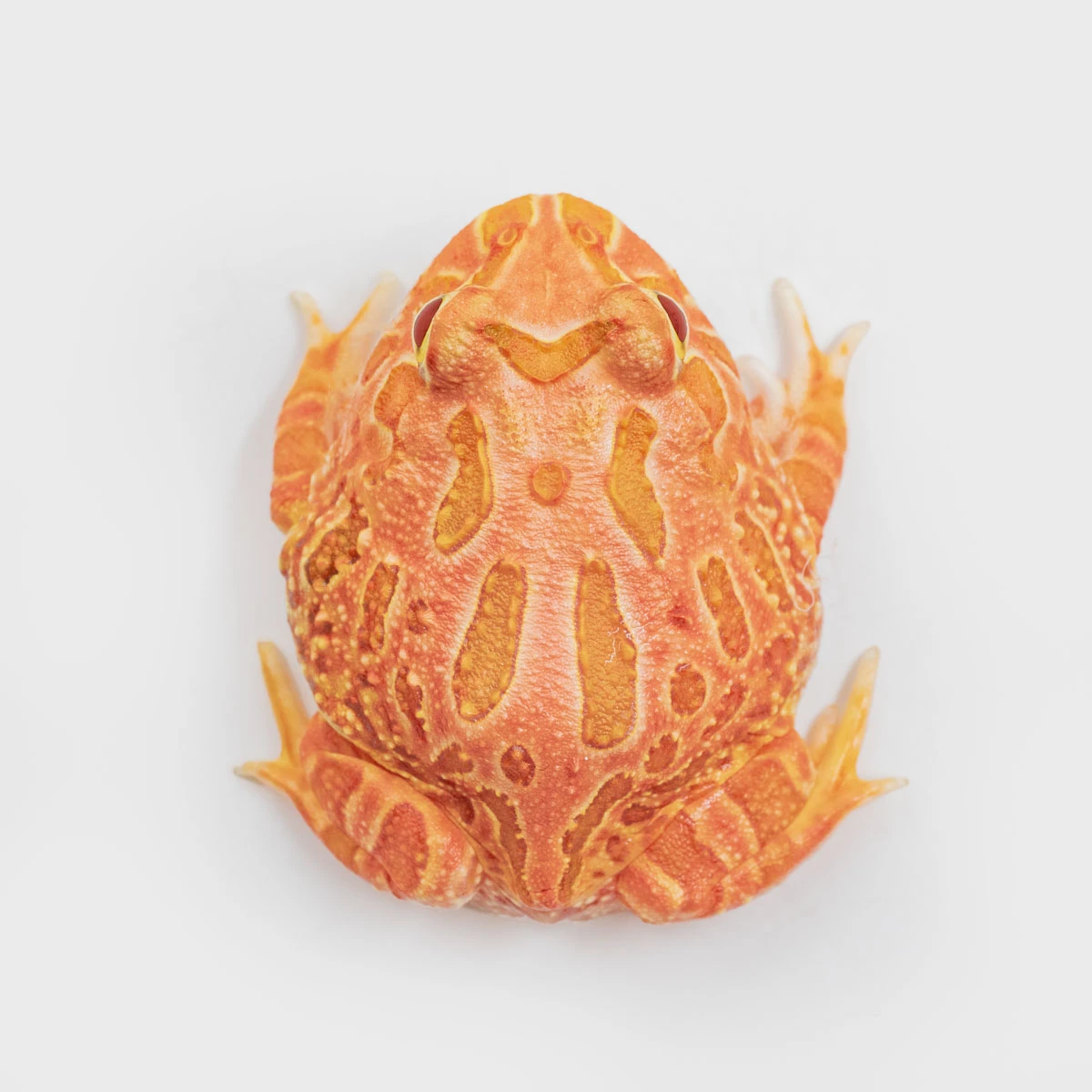 CCS06－南美角蛙 (草莓．體長4.1cm)