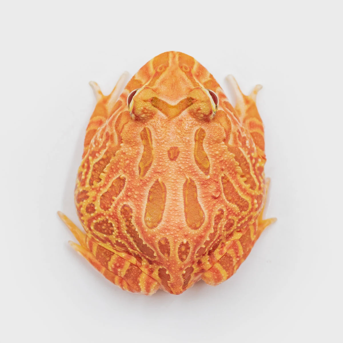 CCS07－南美角蛙 (草莓．體長4.3cm)