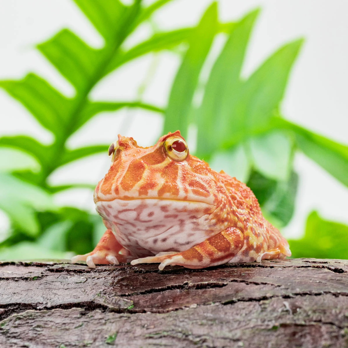 CCS07－南美角蛙 (草莓．體長4.3cm)