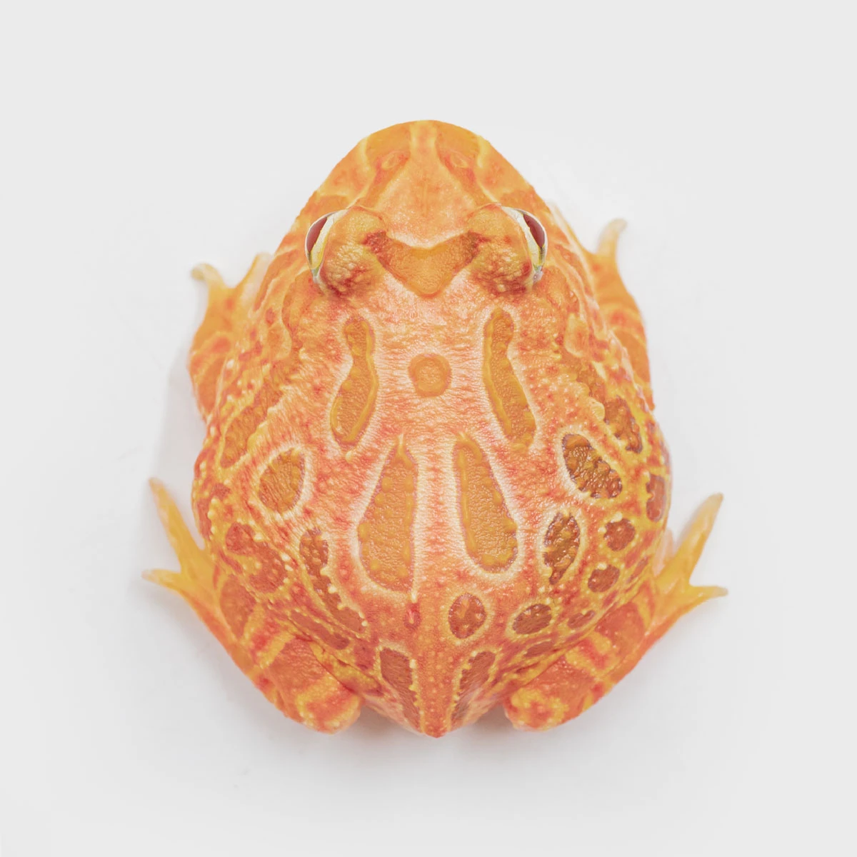 CCS08－南美角蛙 (草莓．體長4.1cm)