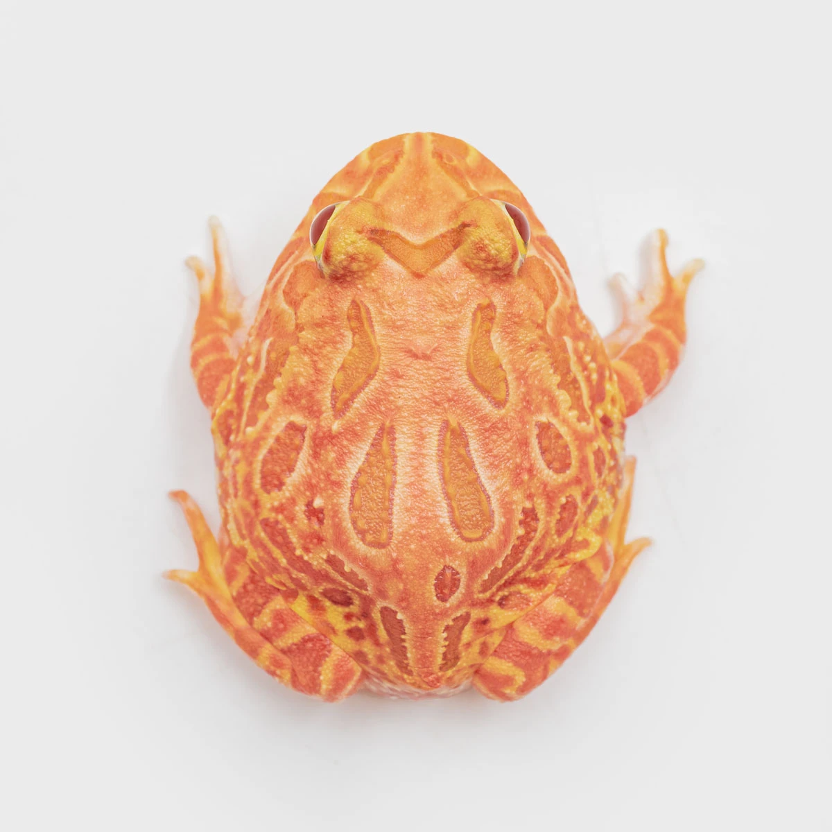 CCS10－南美角蛙 (草莓．體長4.1cm)